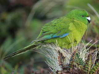  - Antipodes Parakeet