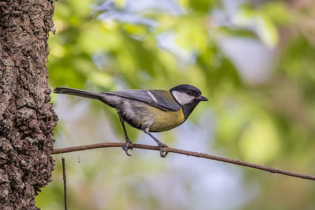 Adult lateral view (subspecies <em class="SciName notranslate">mallorcae</em>). - Great Tit - 