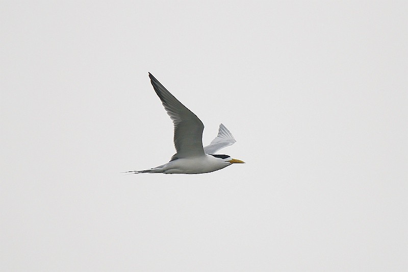 Great Crested Tern - Roland Lo