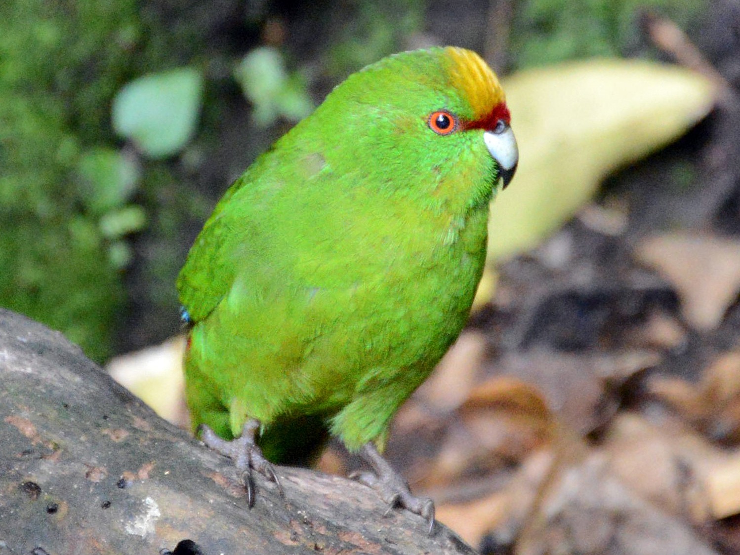 Yellow-crowned Parakeet - Roger Stone