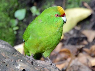  - Yellow-crowned Parakeet