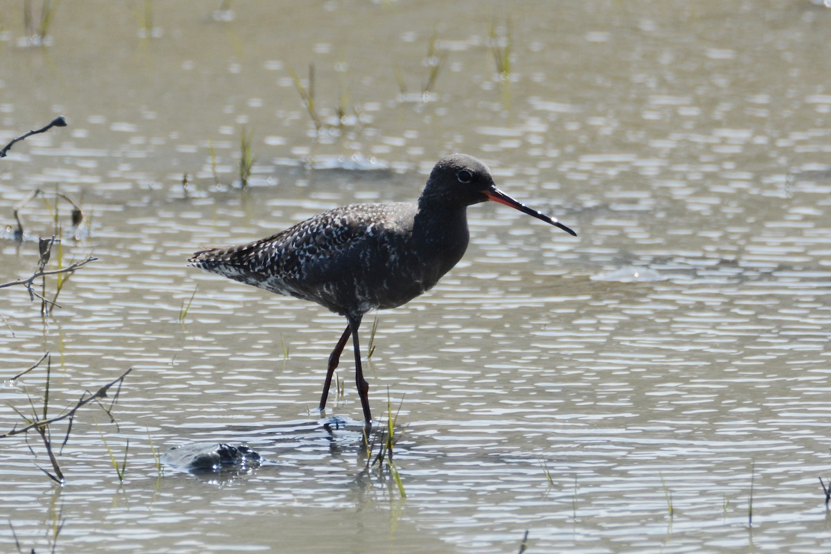 Spotted Redshank - ML228908241
