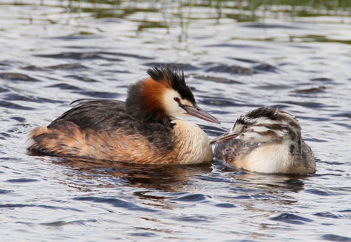 Great Crested Grebe - ML228908701