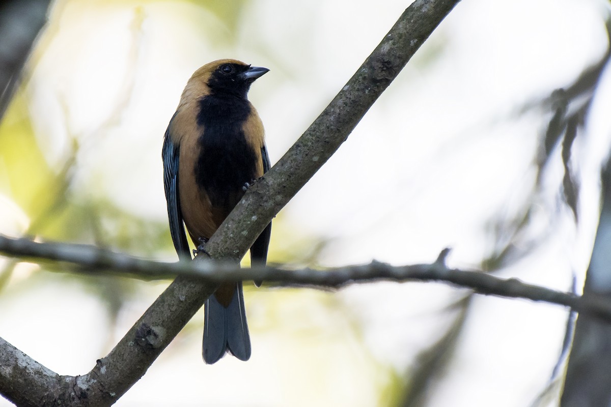 Burnished-buff Tanager - ML228910011