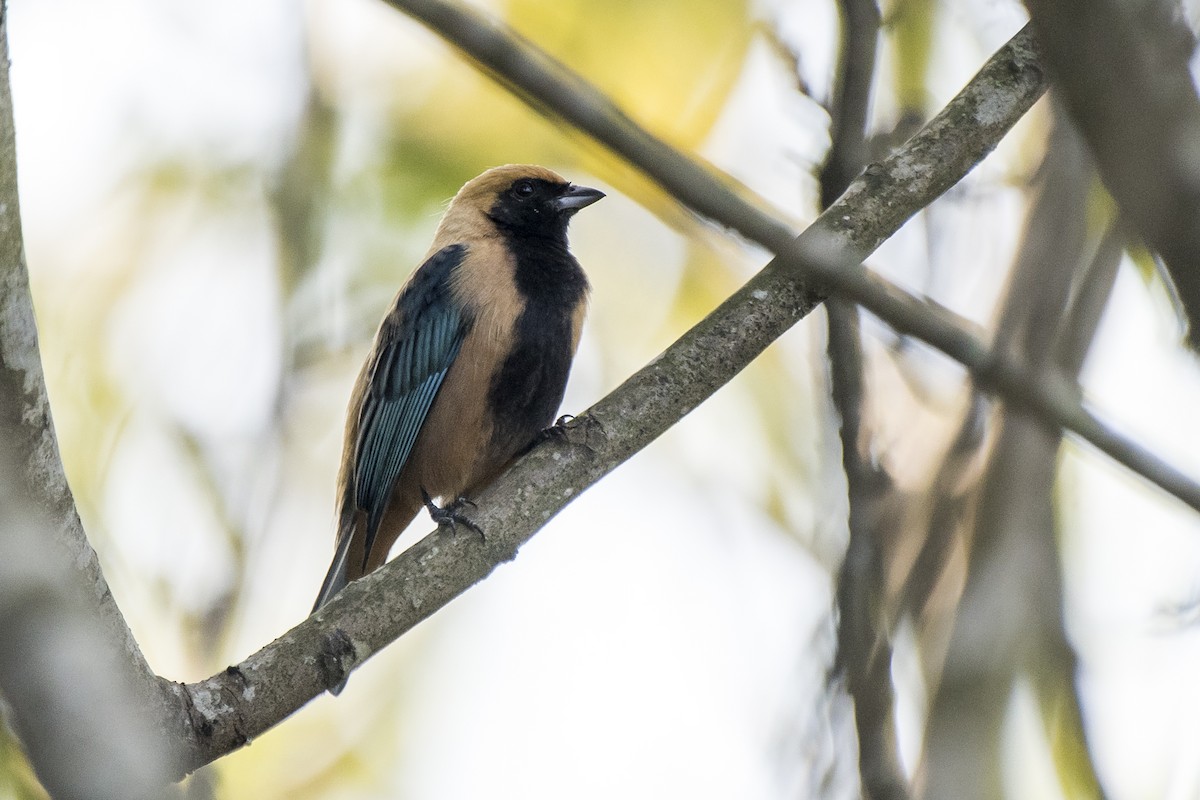 Burnished-buff Tanager - ML228910021