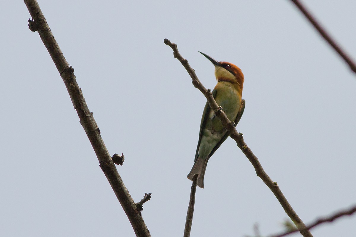 Chestnut-headed Bee-eater - Dibyendu Ash