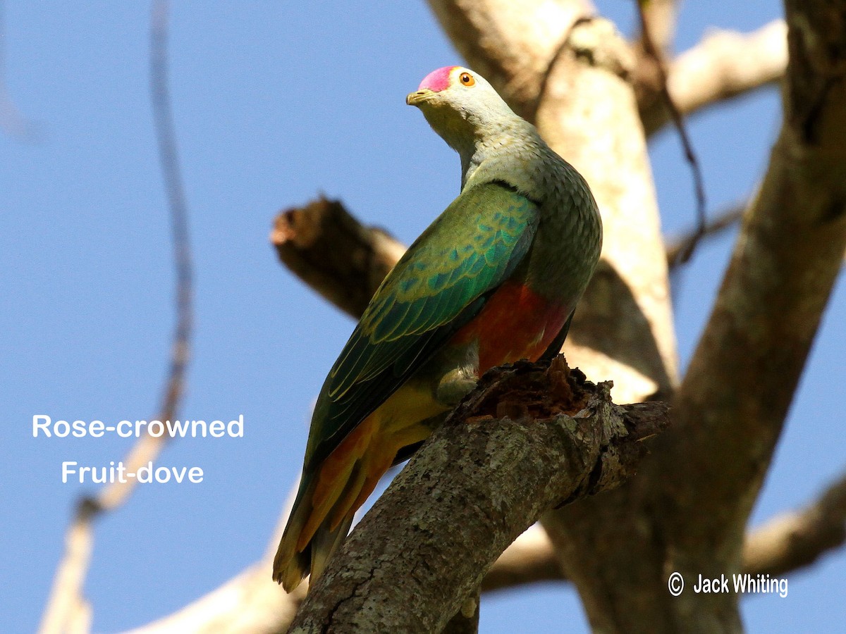Rose-crowned Fruit-Dove - ML22891361