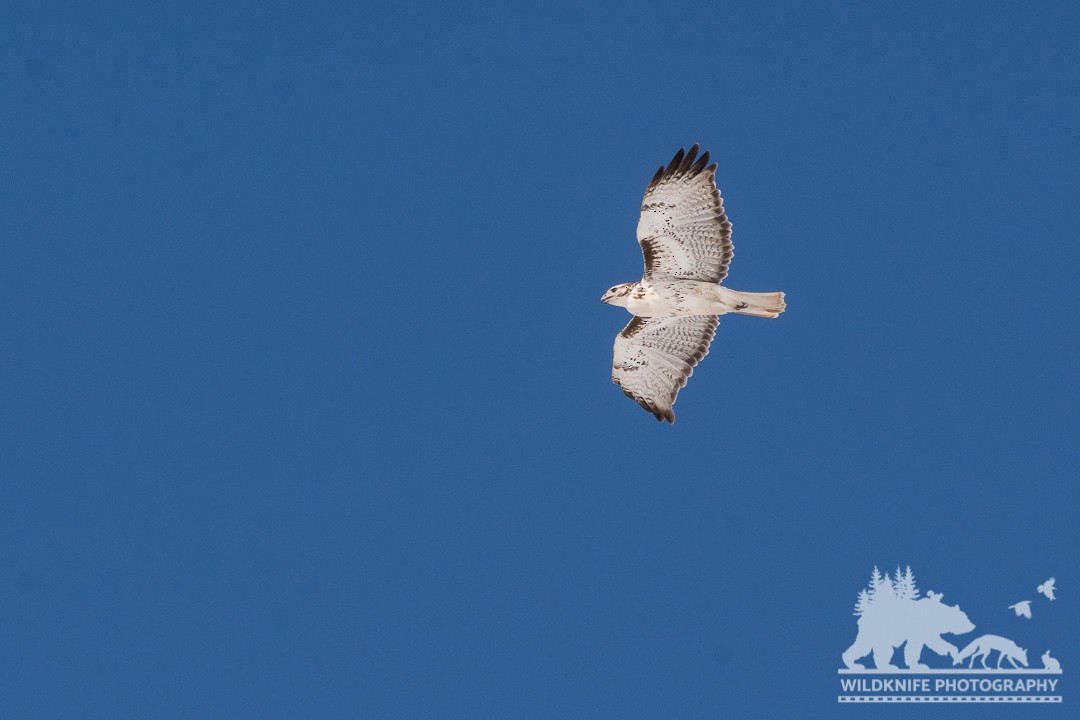 Red-tailed Hawk (Harlan's) - Marcus Jackson