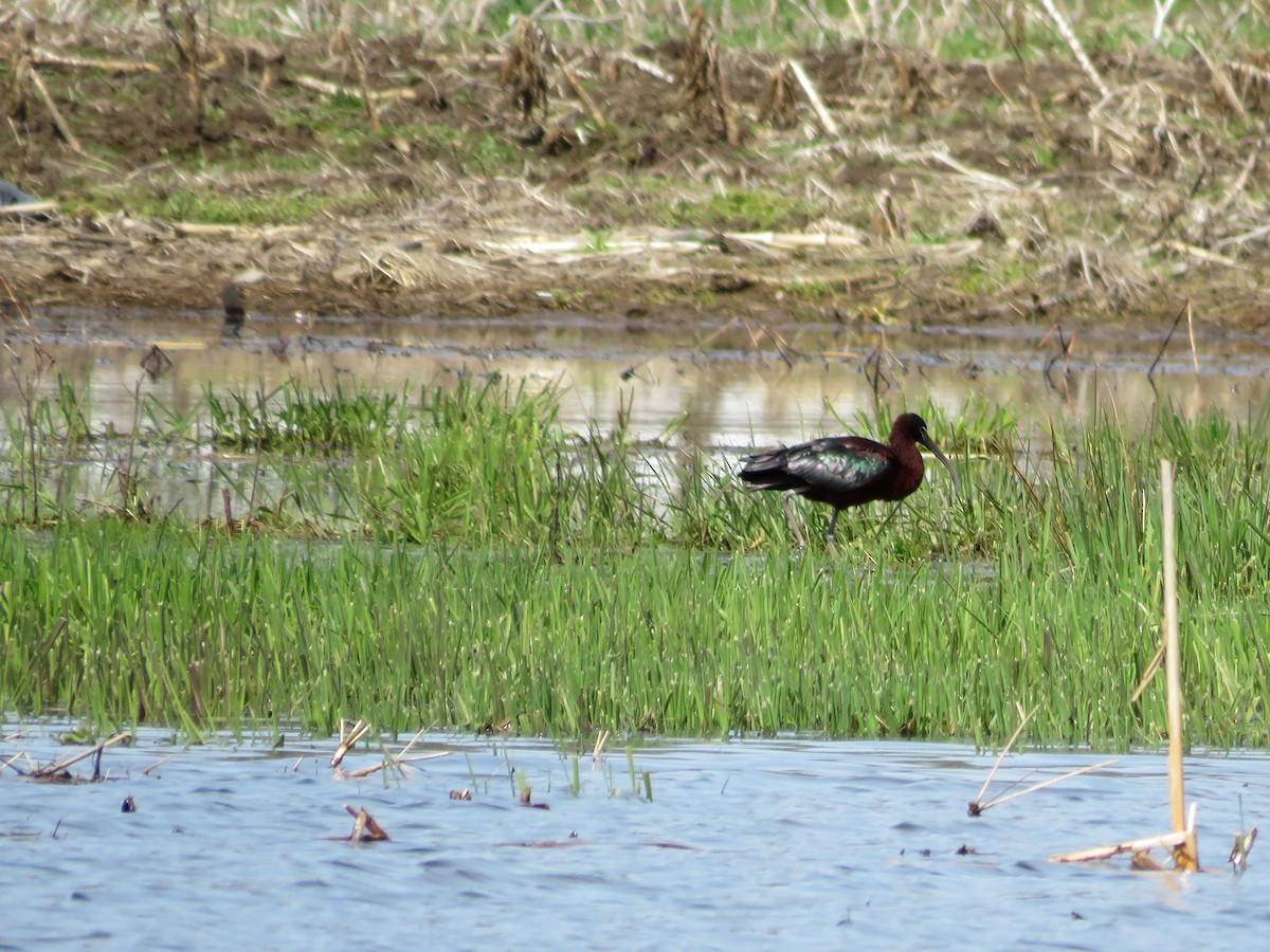 eBird Checklist 29 Apr 2020 Bolton Flats WMABolton 31 species
