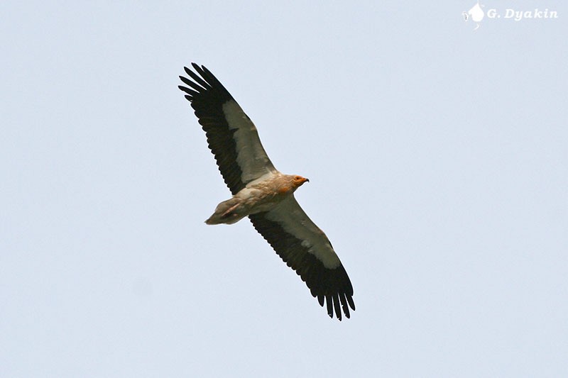 Egyptian Vulture - ML228917291