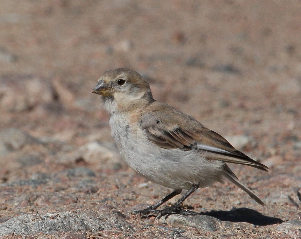 Rufous-necked Snowfinch - ML228917671