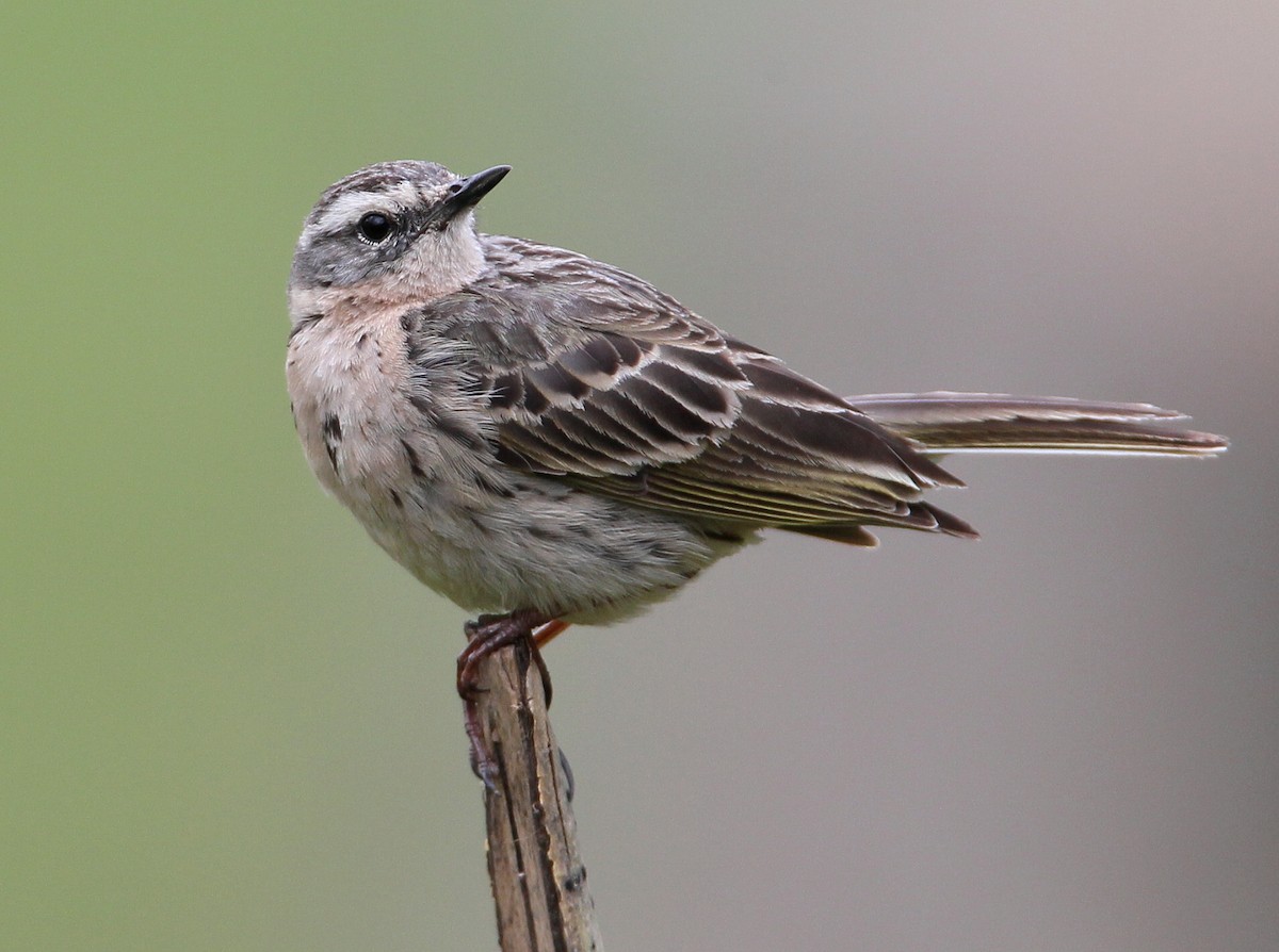 Rosy Pipit - ML228918751