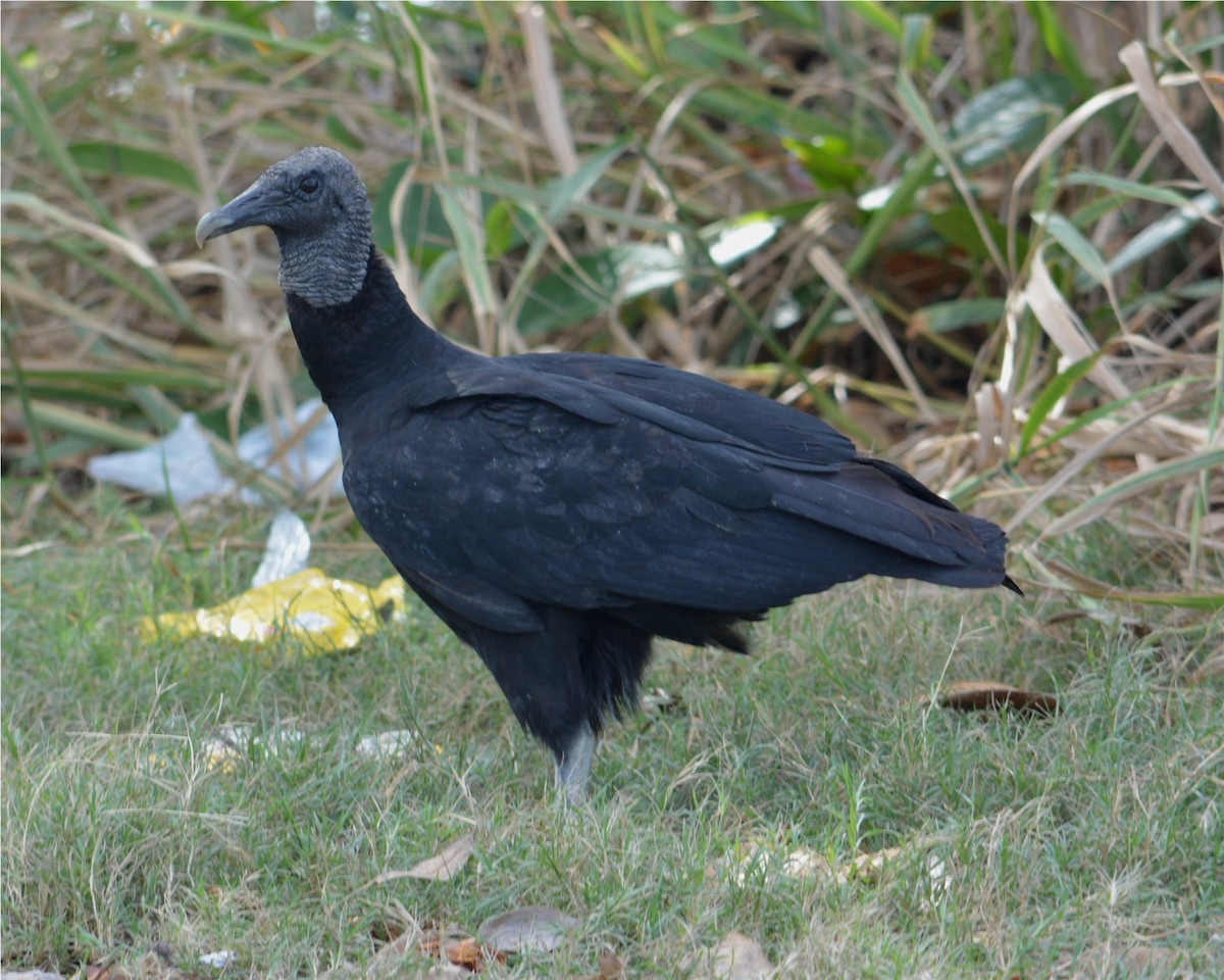 Black Vulture - ML228918841