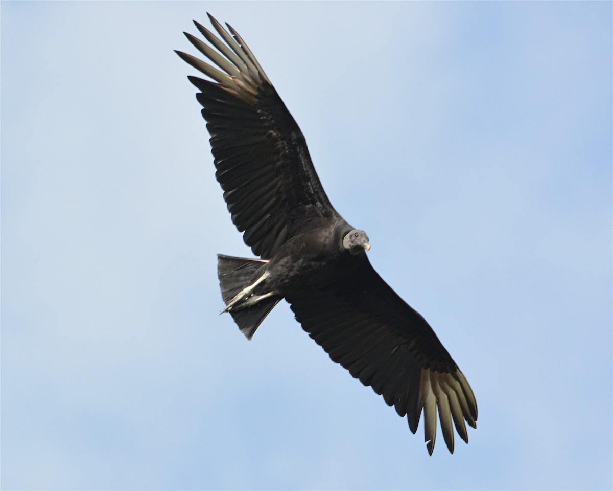 Black Vulture - ML228918861