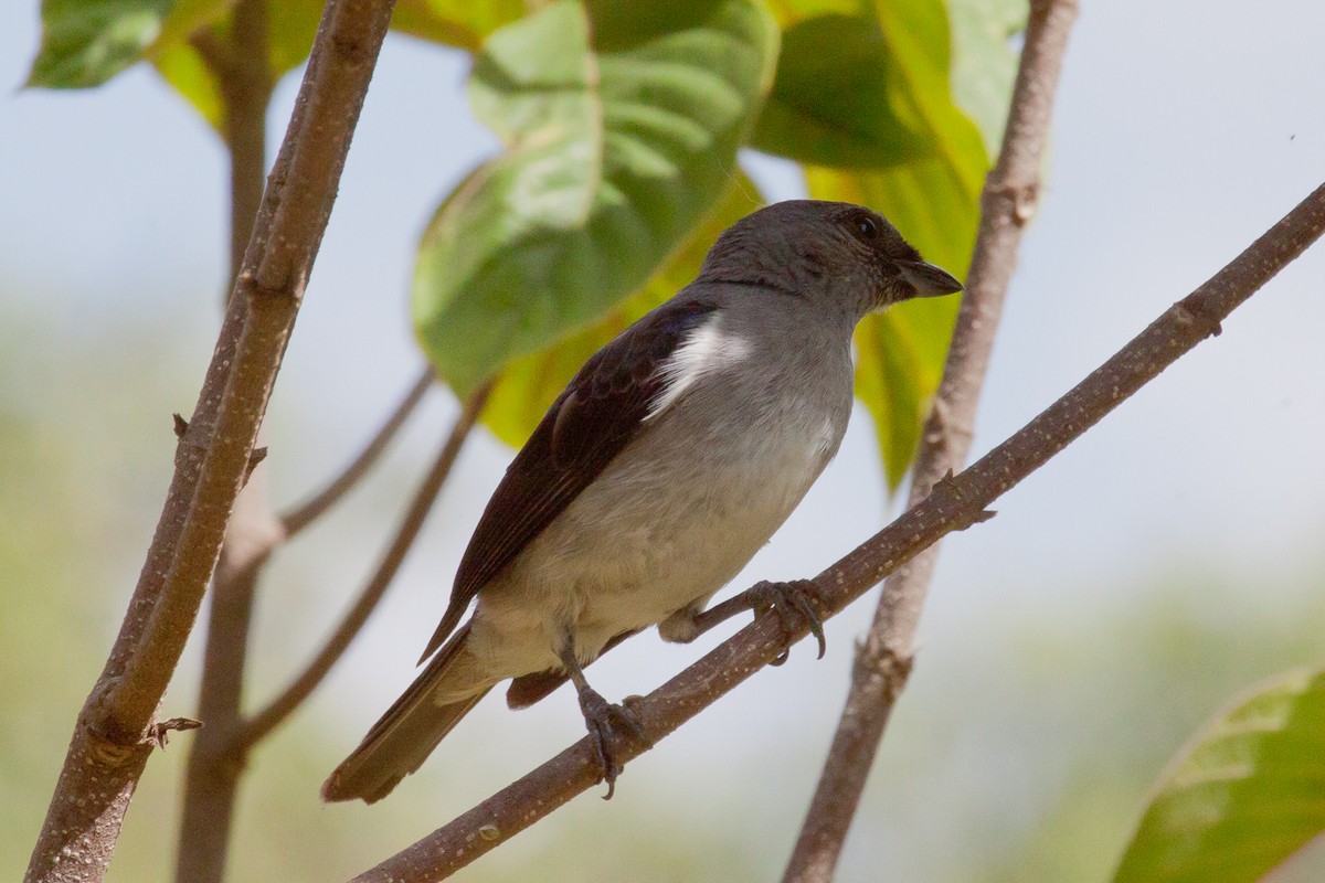 Plain-colored Tanager - ML228919441