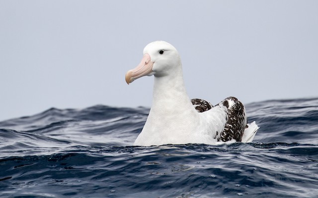 ワタリアホウドリ Gibsoni Ebird