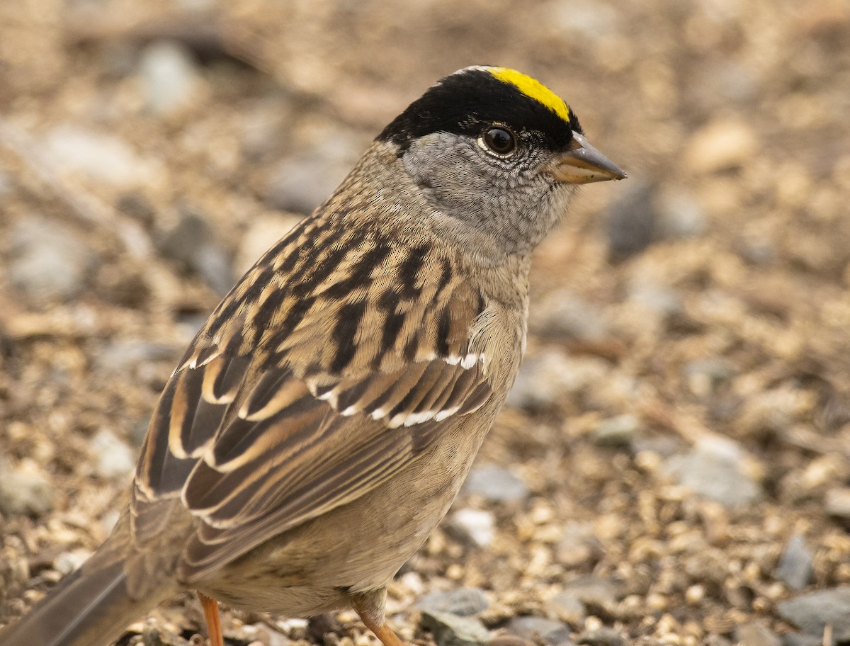 Golden-crowned Sparrow - ML228921621