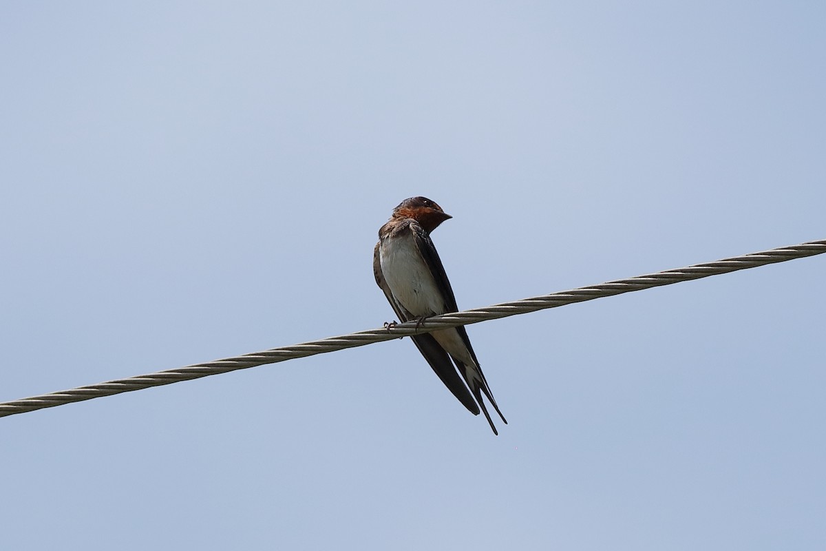 Barn Swallow (Buff-bellied) - Holger Teichmann