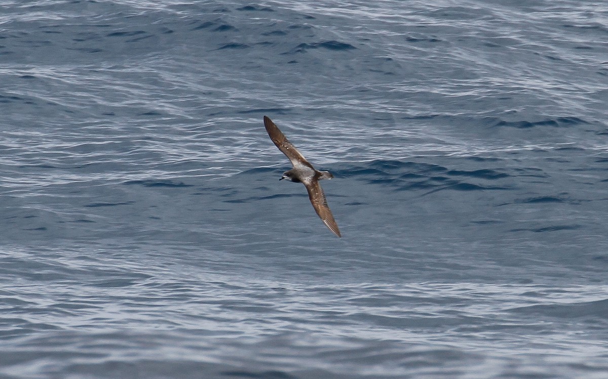 Gould's Petrel - James Kennerley