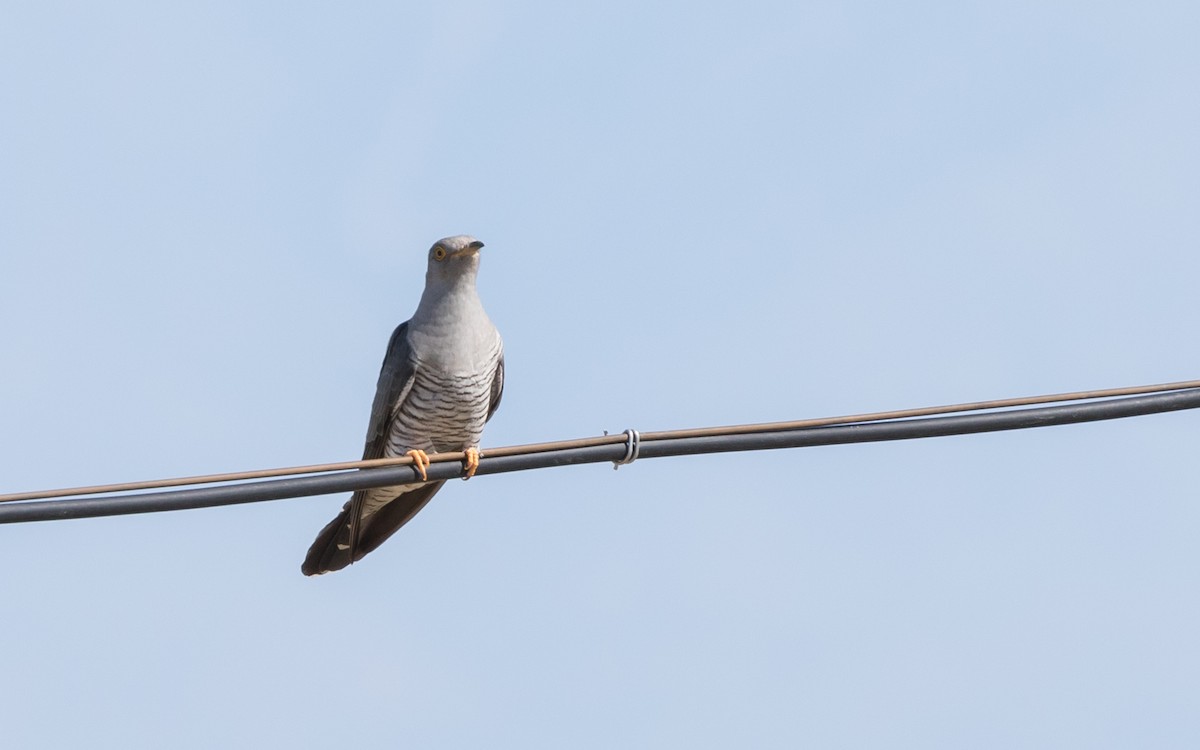 Common Cuckoo - Eero Rasi