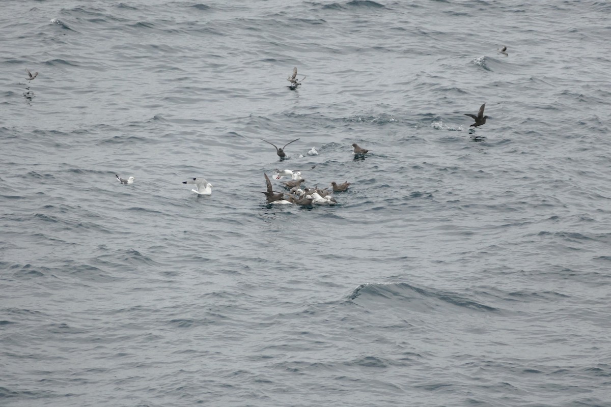 Fork-tailed Storm-Petrel - ML228923561