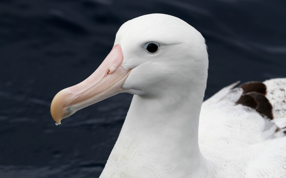 albatros stěhovavý - ML228923661