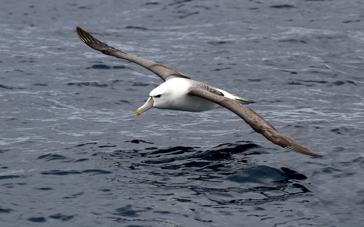 White-capped Albatross - James Kennerley