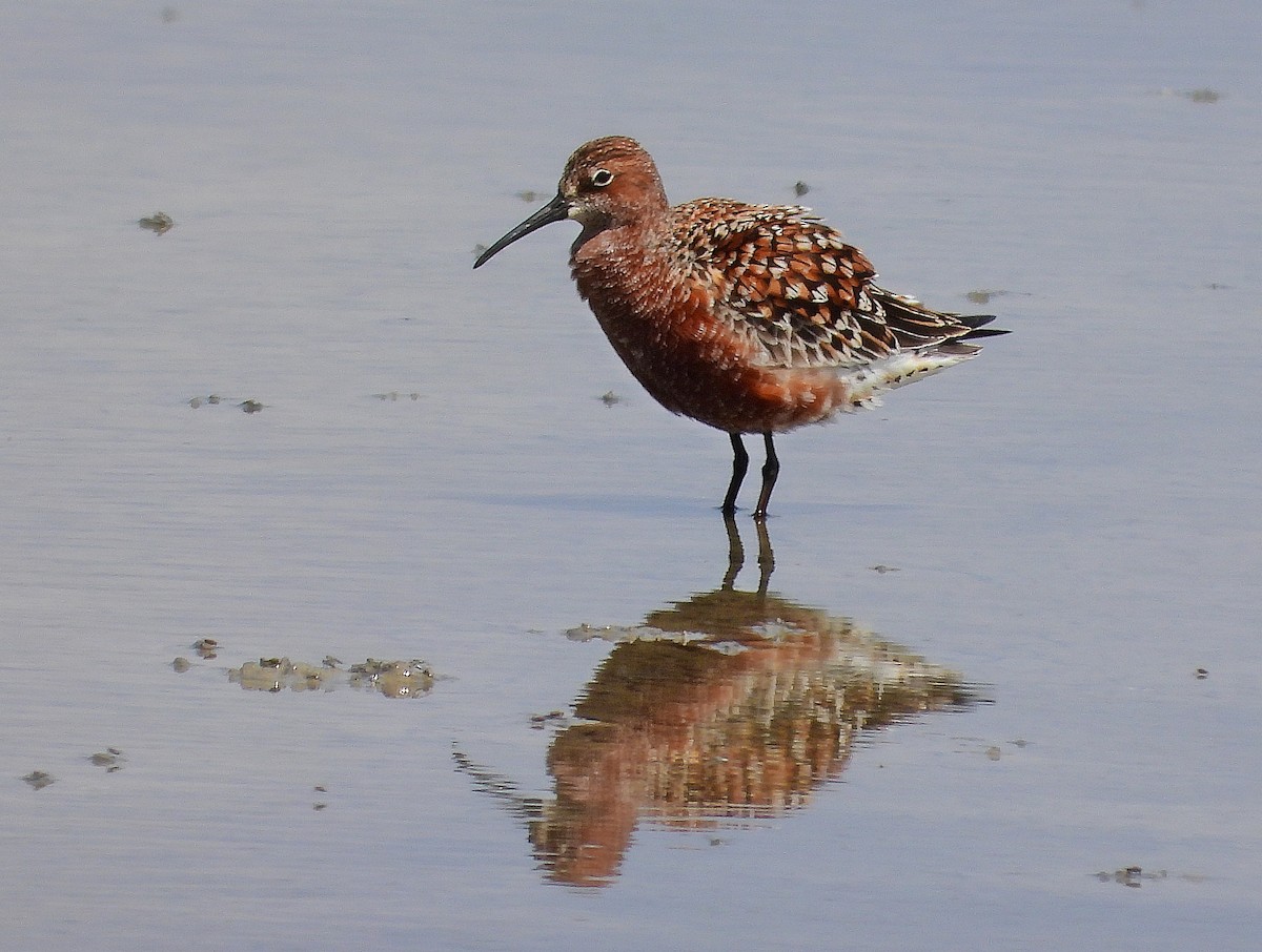 Curlew Sandpiper - silverwing 123