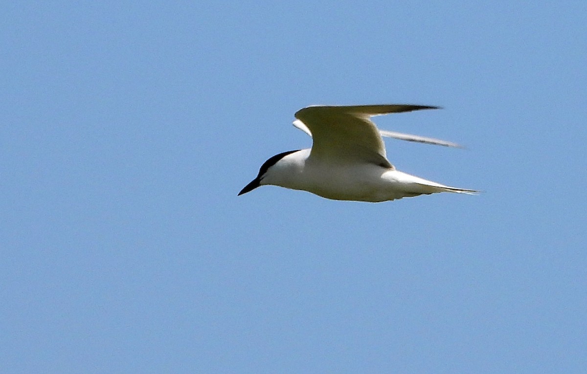 Gull-billed Tern - silverwing 123