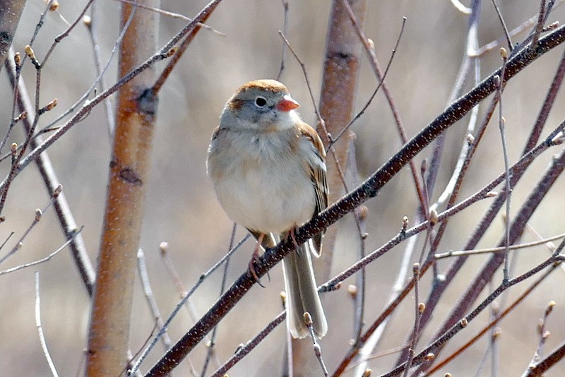 Field Sparrow - Brad Woodward