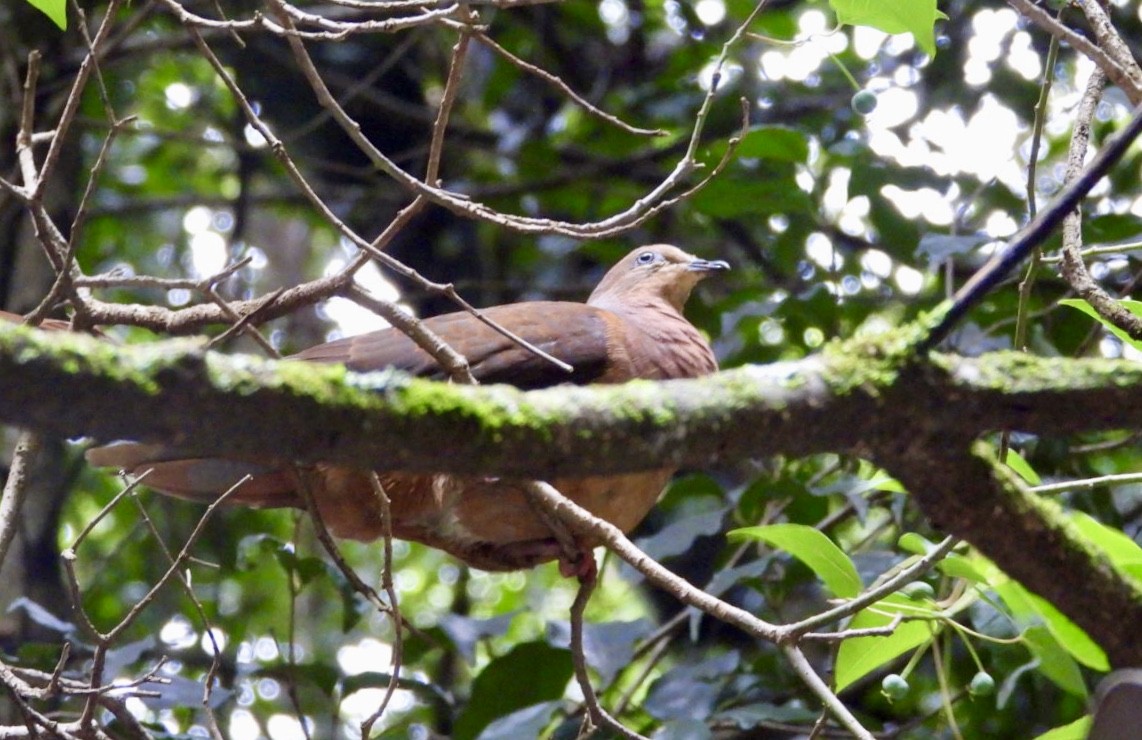 Brown Cuckoo-Dove - ML228929661
