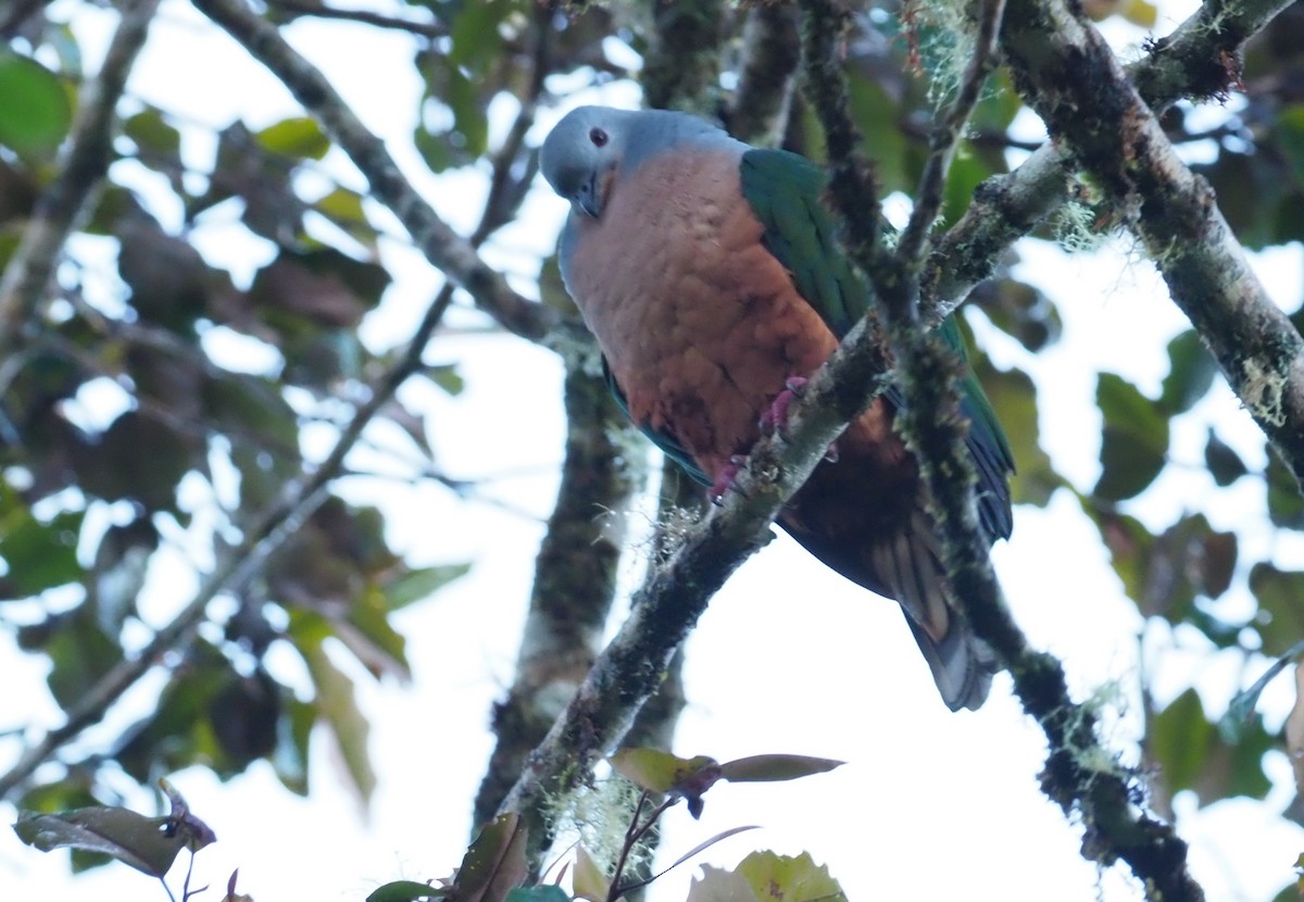Rufescent Imperial-Pigeon - ML228932651