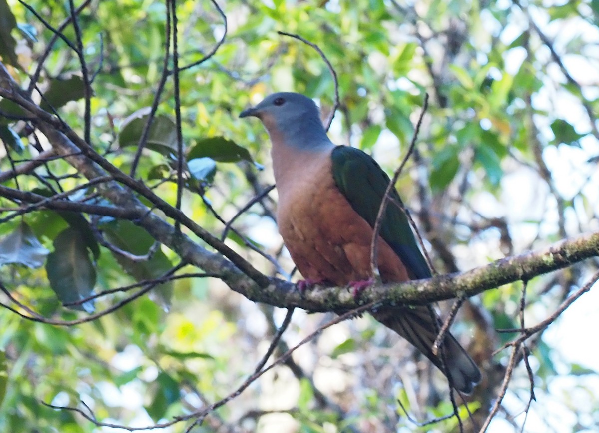 Rufescent Imperial-Pigeon - ML228933851