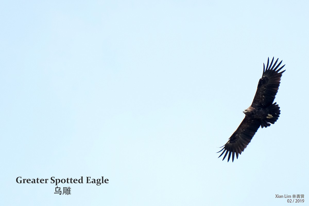 Greater Spotted Eagle - Lim Ying Hien