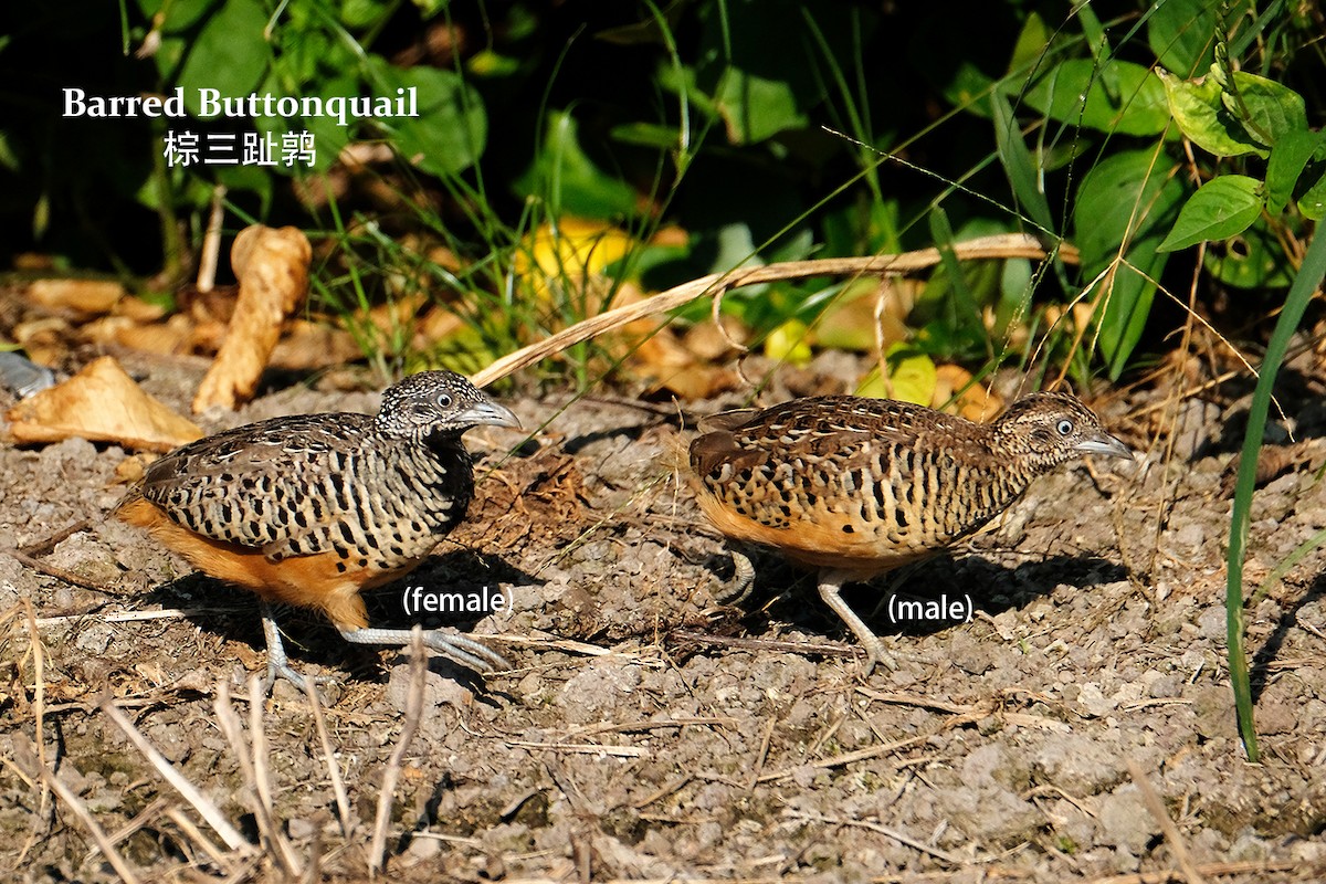Barred Buttonquail - Lim Ying Hien