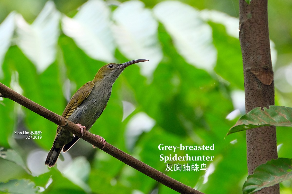 Gray-breasted Spiderhunter - Lim Ying Hien