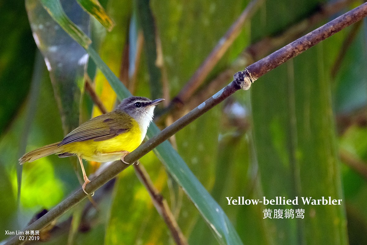 Yellow-bellied Warbler - Lim Ying Hien