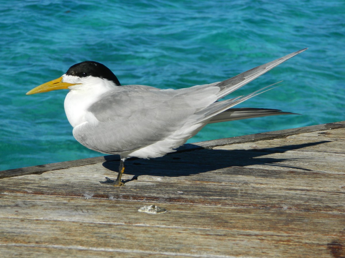 Great Crested Tern - Louis Imbeau