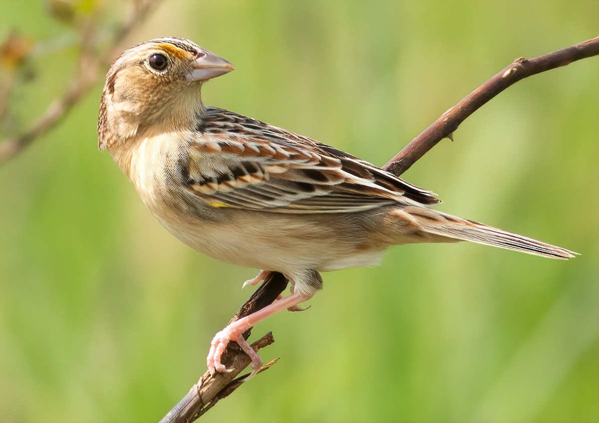 Grasshopper Sparrow - ML228943311