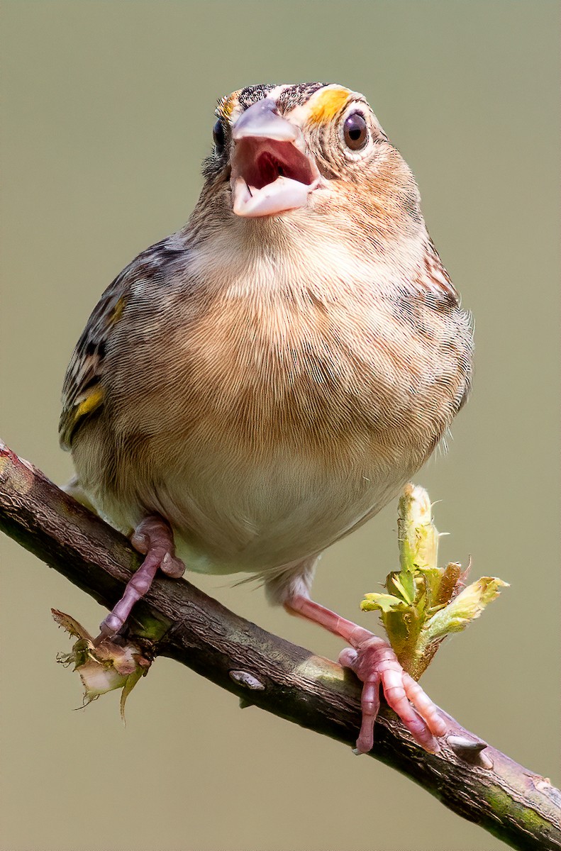 Grasshopper Sparrow - ML228943511