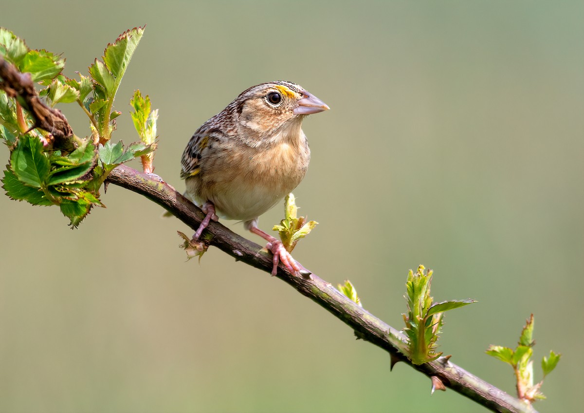 Grasshopper Sparrow - ML228944071