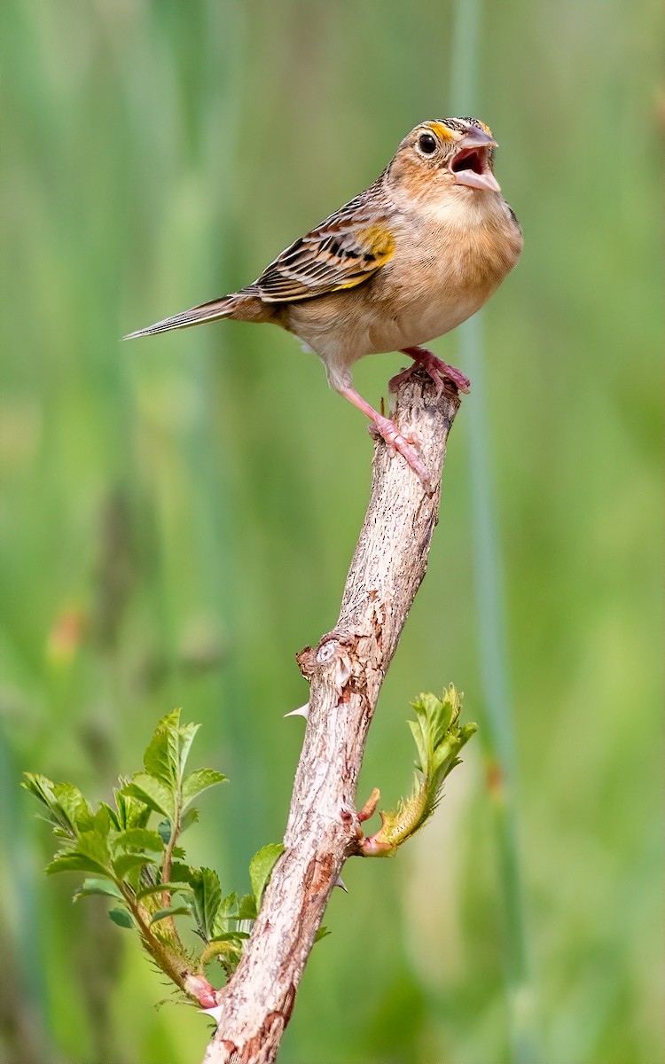 Grasshopper Sparrow - ML228944091