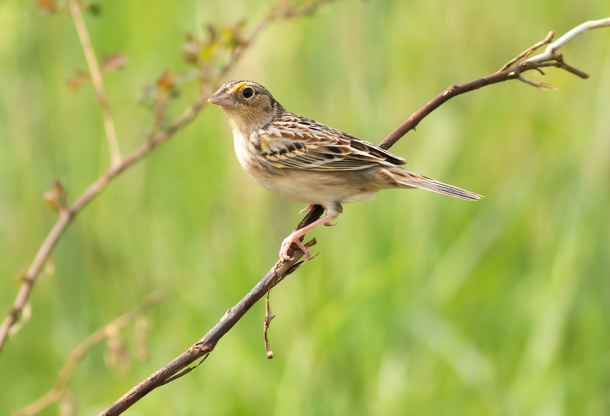 Grasshopper Sparrow - ML228944131
