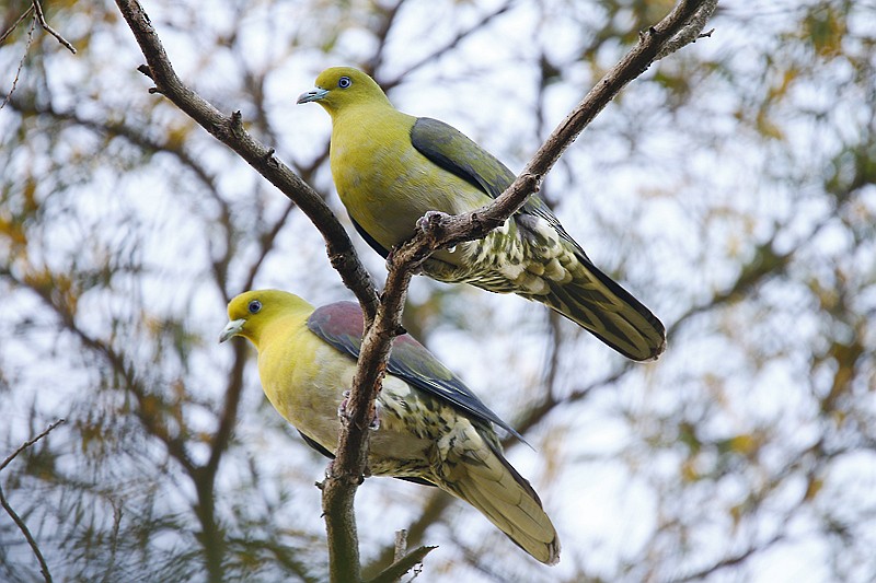 White-bellied Green-Pigeon - ML22894621