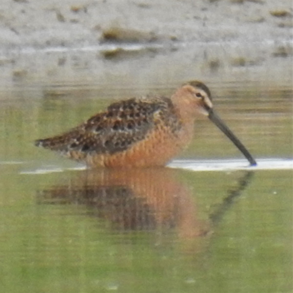 Long-billed Dowitcher - ML228954891