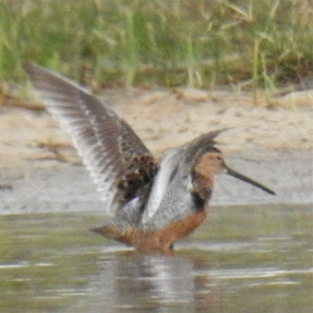 Long-billed Dowitcher - ML228955921