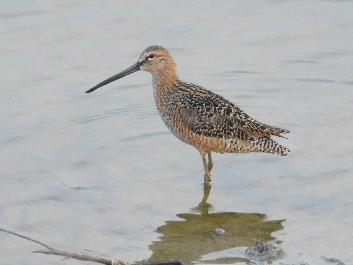 Long-billed Dowitcher - ML228956571