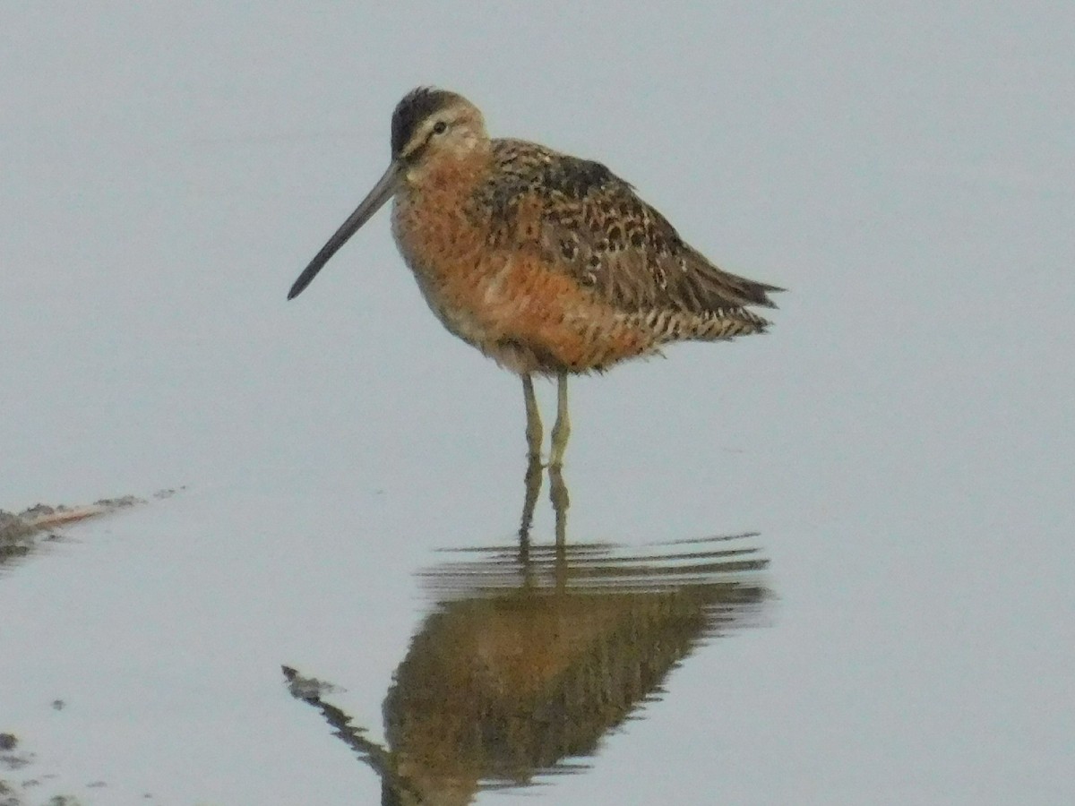 Long-billed Dowitcher - ML228956591