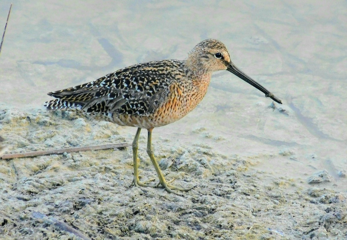 Long-billed Dowitcher - ML228956601