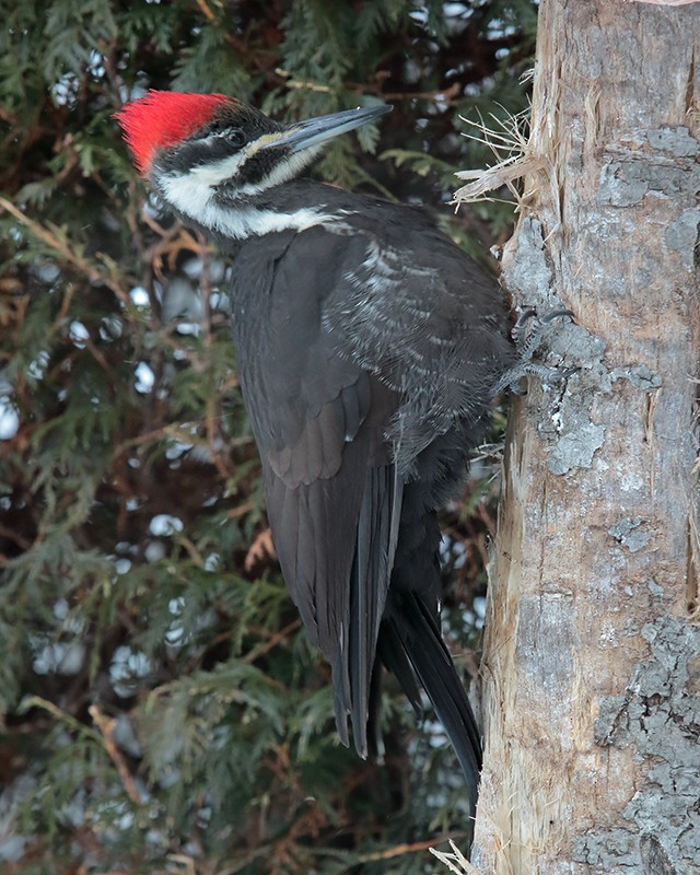 Pileated Woodpecker - ML22895821